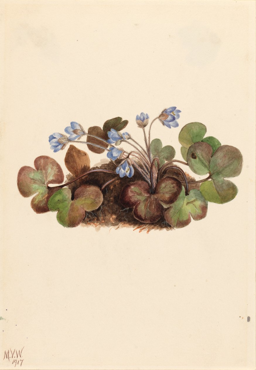 Hepatica (Hepatica americana) av Mary Vaux Walcott