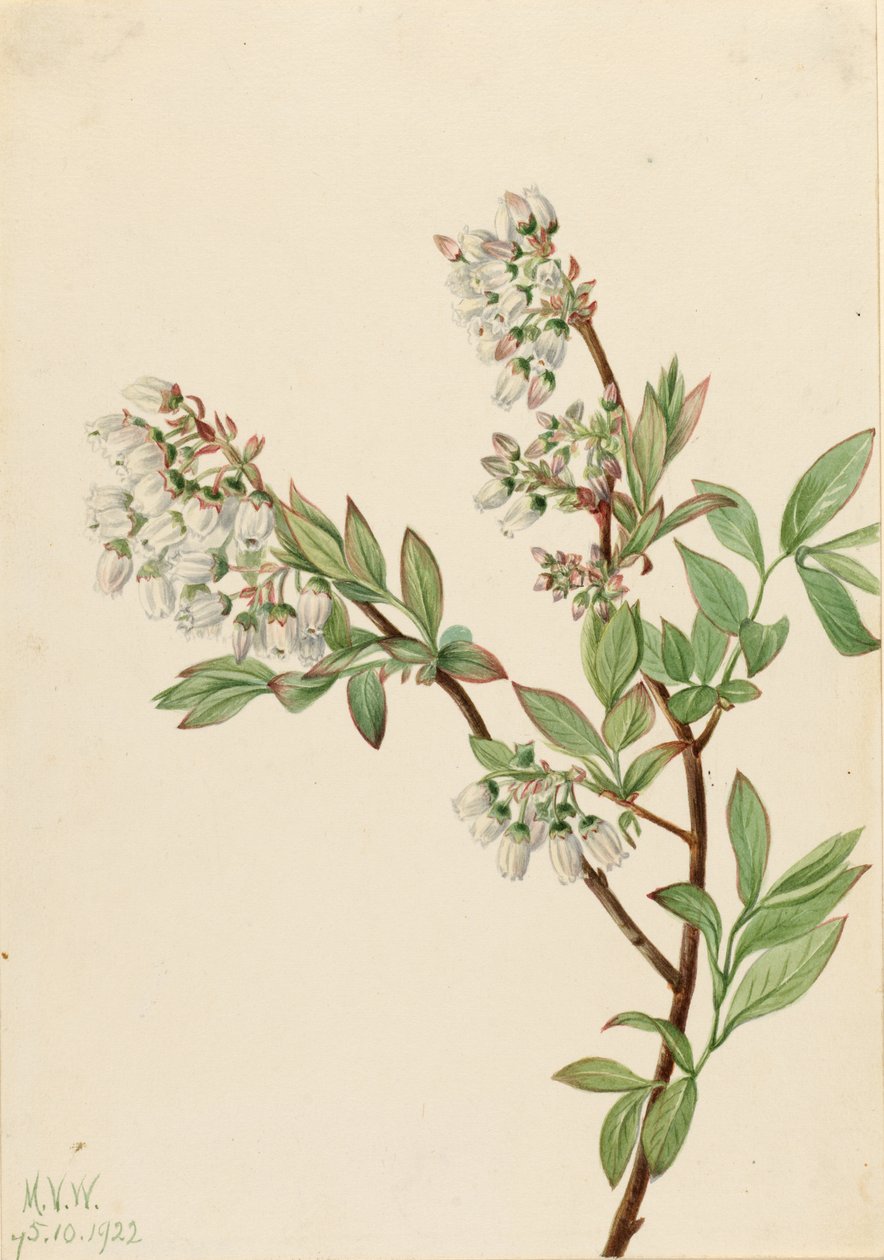Blåbär med hög buske (Vaccinium corymbosum) av Mary Vaux Walcott