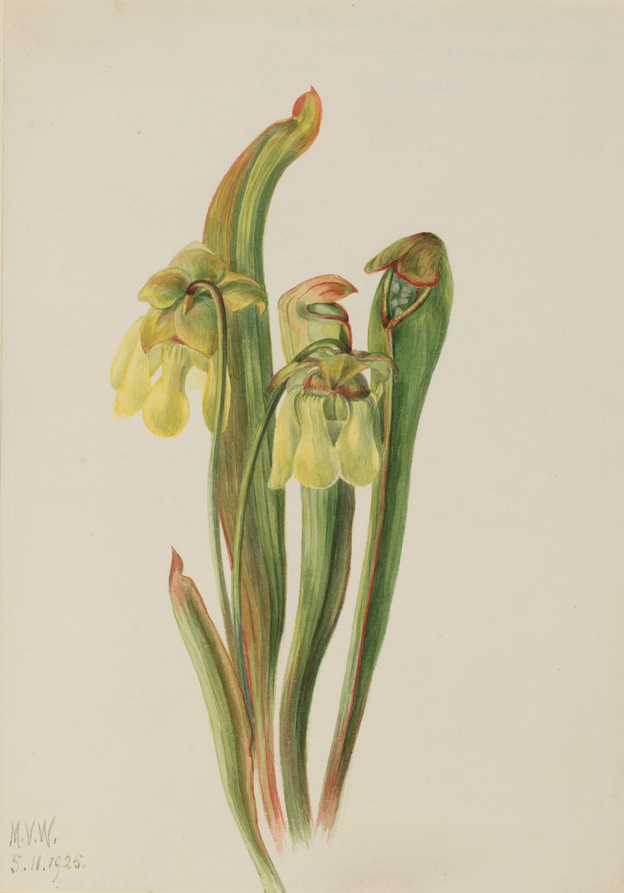 Krukväxt med huva (Sarracenia minor) av Mary Vaux Walcott