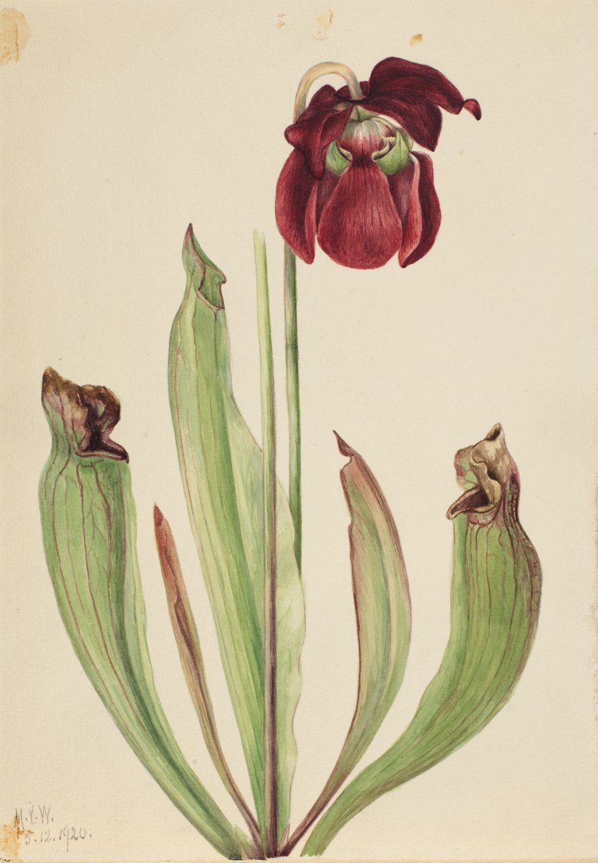 Hybridkrukväxt (Sarracenia rubra xs purpurea venosa) av Mary Vaux Walcott