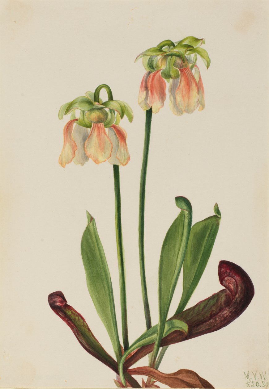 Hybrid Pitcherplant Sarracenia minor x psittacina, 1930. av Mary Vaux Walcott
