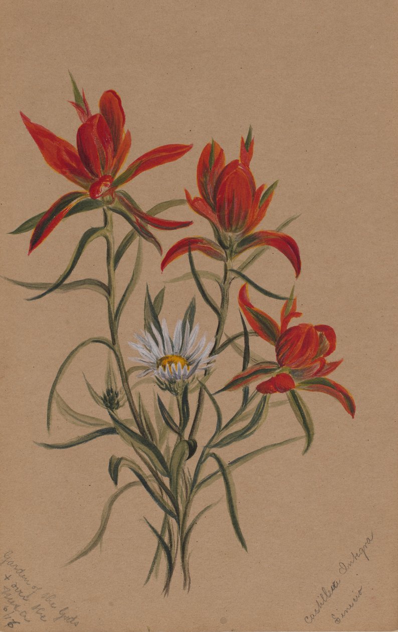 Indian pensel (Castilleja rhexifolia) av Mary Vaux Walcott
