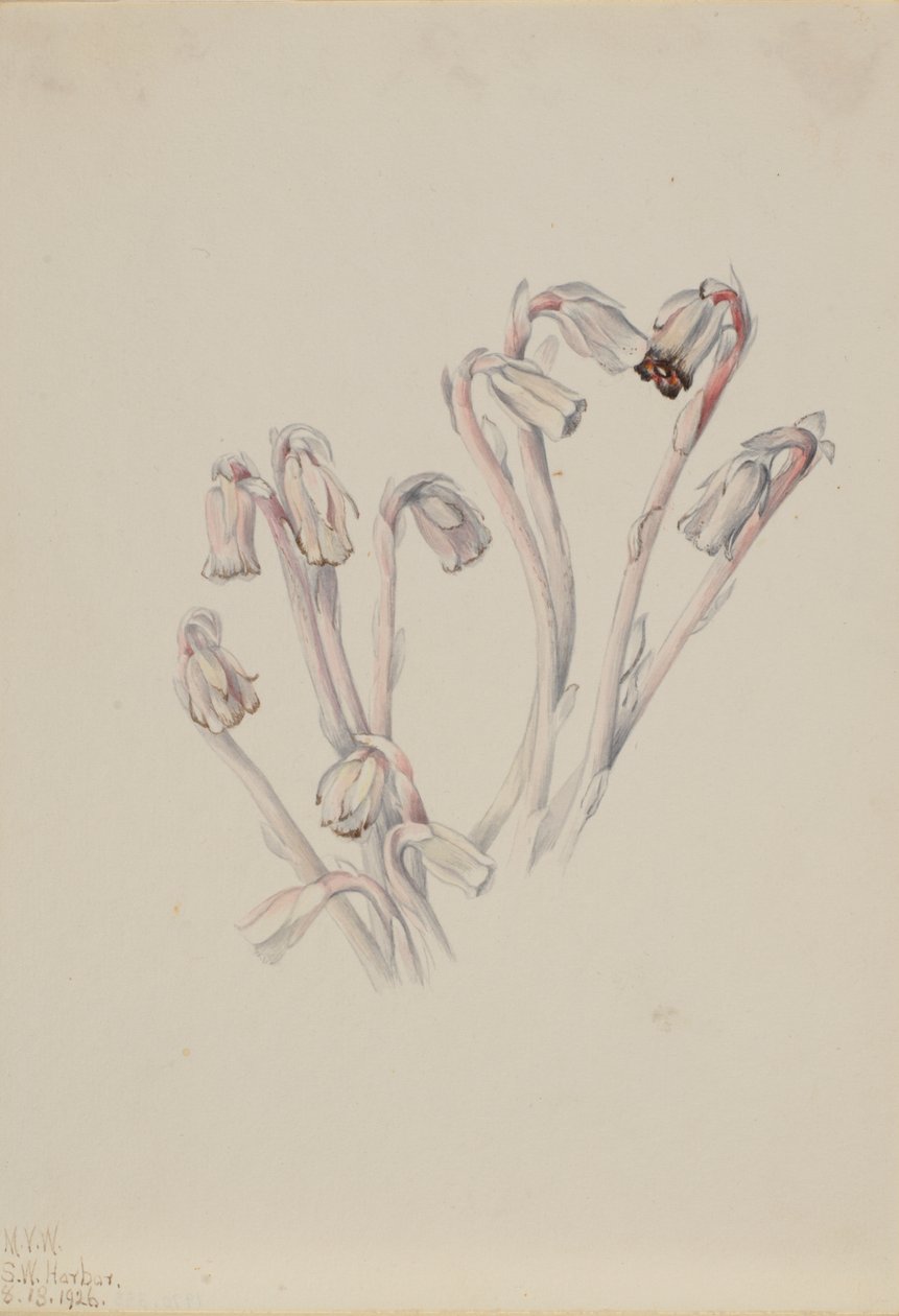 Indian Pipe Monotropa uniflora, 1926. av Mary Vaux Walcott