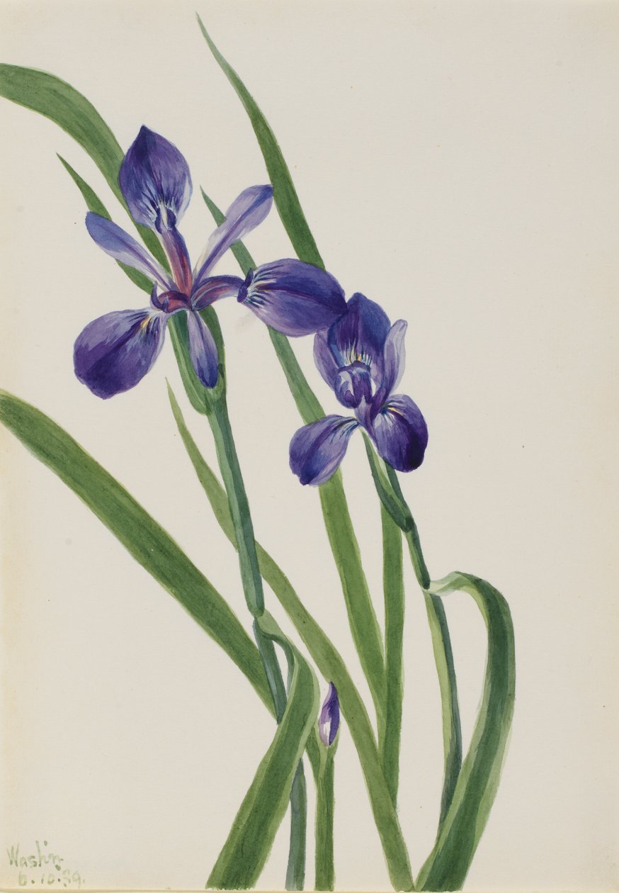 Iris Irisart, 1939. av Mary Vaux Walcott