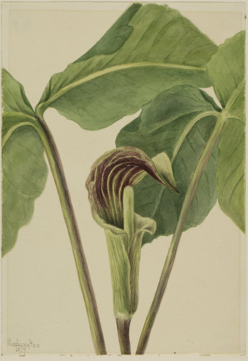 Jack-in-the-pulpit (Arisaema triphyllum) av Mary Vaux Walcott