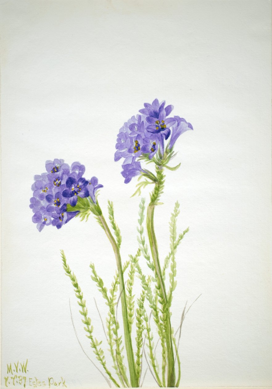 Jakobsstege (Polemonium viscosum) av Mary Vaux Walcott