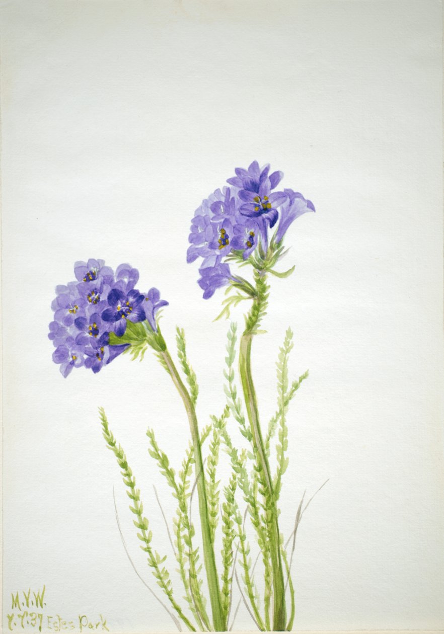 Jacobs stege Polemonium viscosum, 1937. av Mary Vaux Walcott
