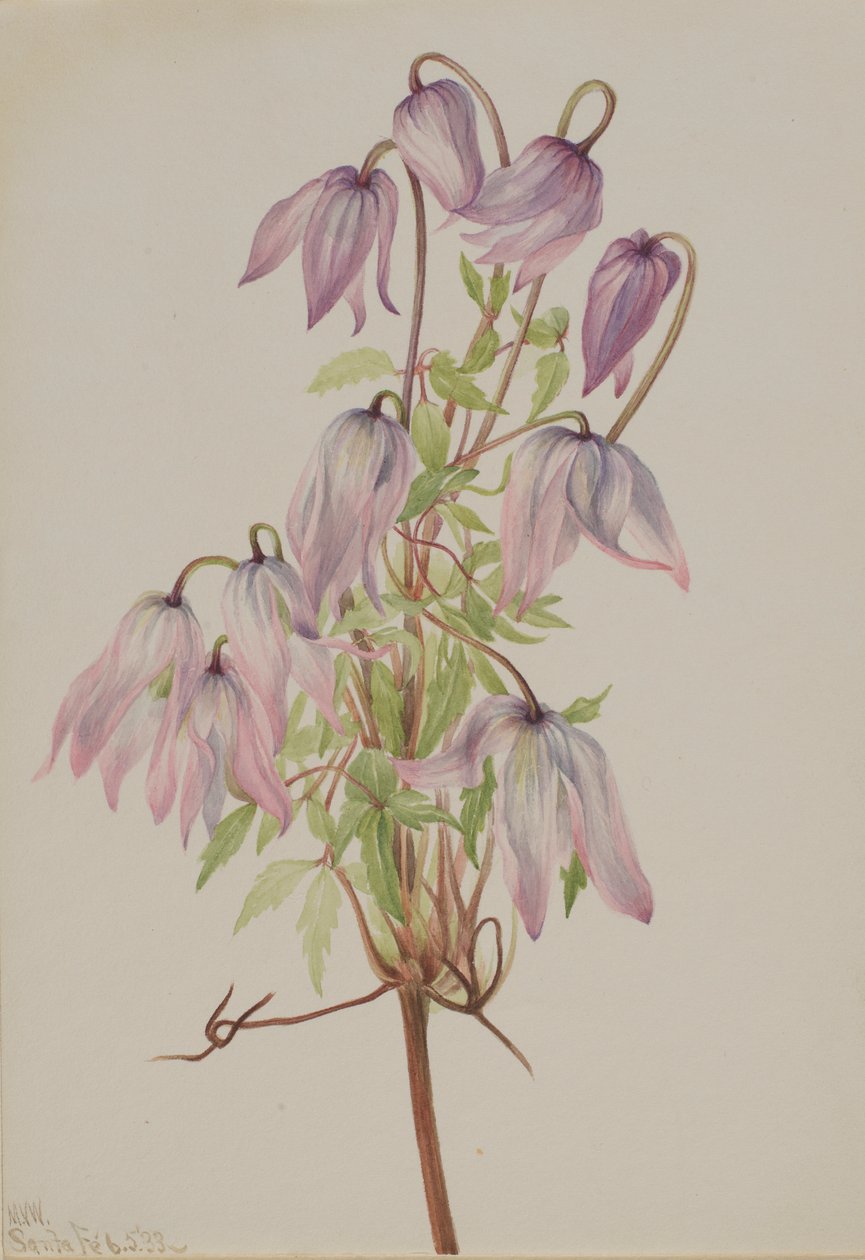 Jicarilla (Clematis pseudoalpina) av Mary Vaux Walcott