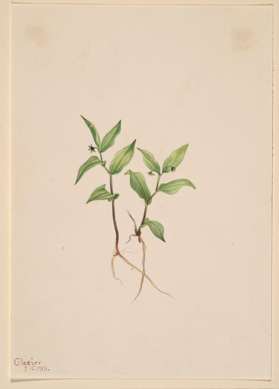 Kruhsea (Kruhsea streptopoides) av Mary Vaux Walcott