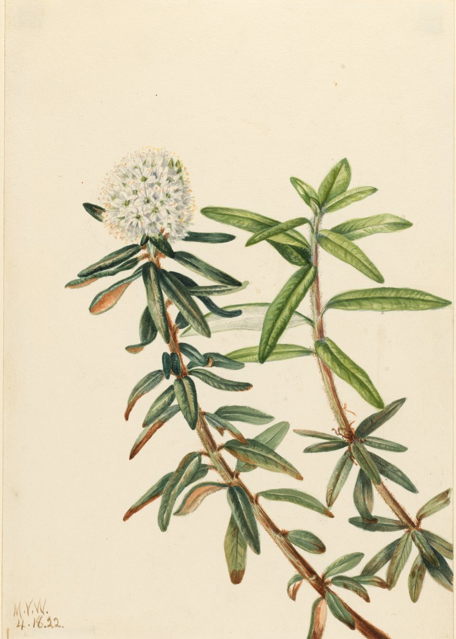 Labrador-te (Ledum groenlandicum) av Mary Vaux Walcott