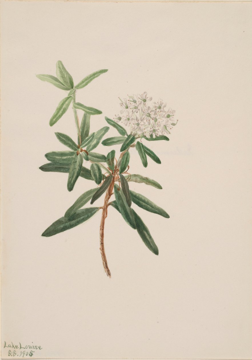 Labrador-te (Ledum groenlandicum) av Mary Vaux Walcott
