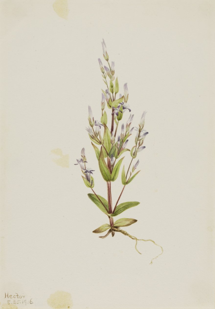 Stegentiana (Gentiana acuta) av Mary Vaux Walcott