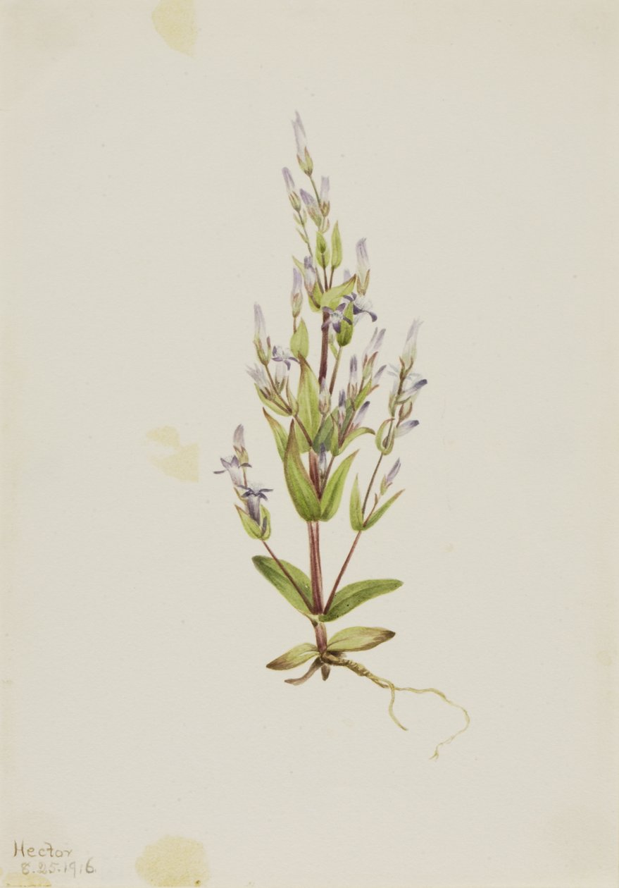 Stege Gentian Gentiana acuta, 1916. av Mary Vaux Walcott
