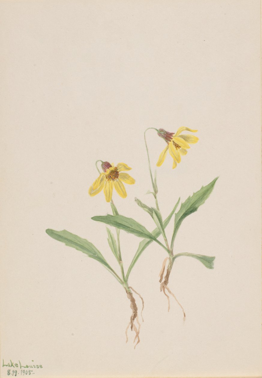 Lake Louise Arnica (Arnica louisiana) av Mary Vaux Walcott