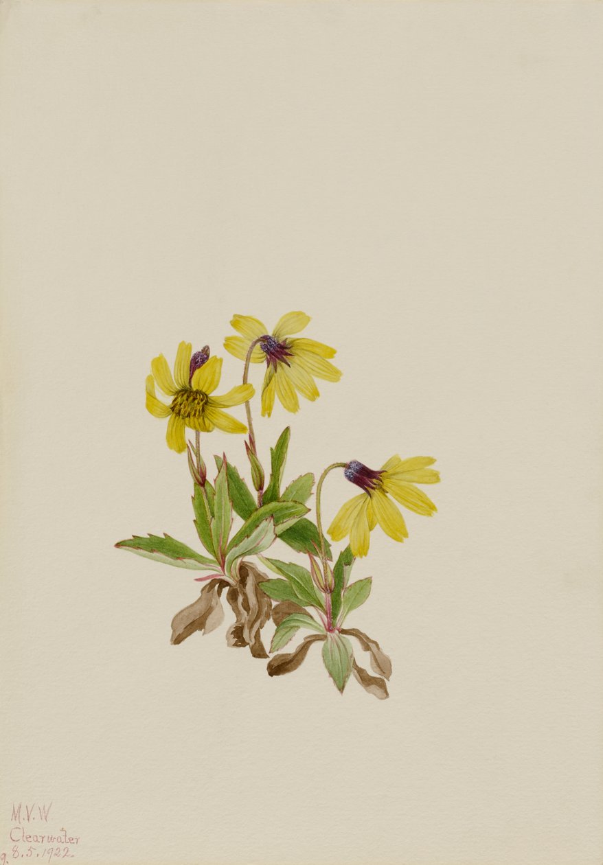 Lake Louise Arnica (Arnica louisiana) av Mary Vaux Walcott