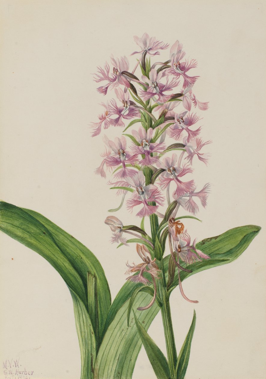 Stor lila frans-orkidé Habenaria grandiflora, 1926. av Mary Vaux Walcott