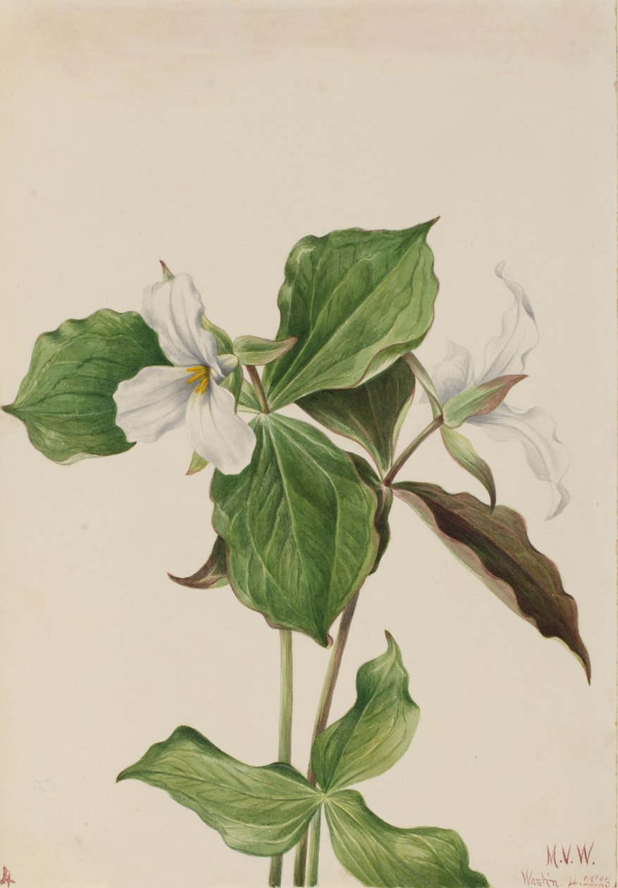 Stor vit Trillium Trillium grandiflorum, 1923. av Mary Vaux Walcott