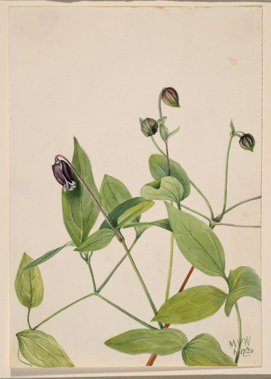 Läderblomma (Clematis viorna) av Mary Vaux Walcott
