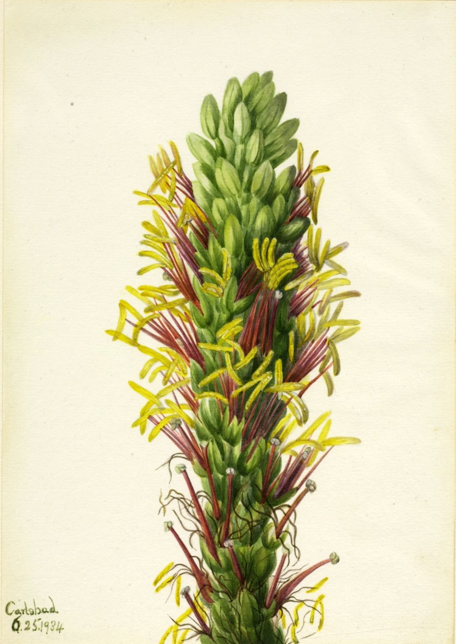 Lechuguilla (Agava lechuguilla) av Mary Vaux Walcott