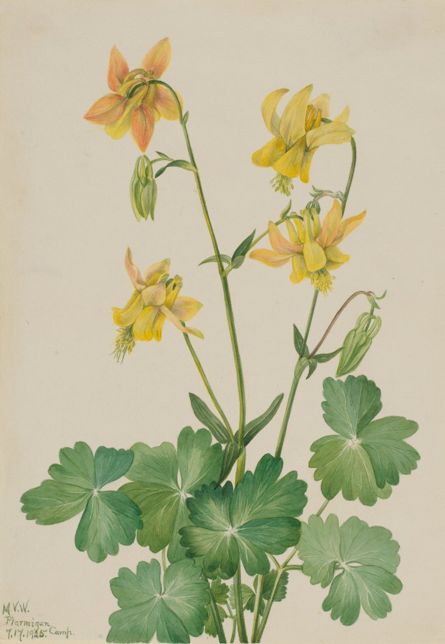 Citronakleja (Aquilegia flavescens) av Mary Vaux Walcott