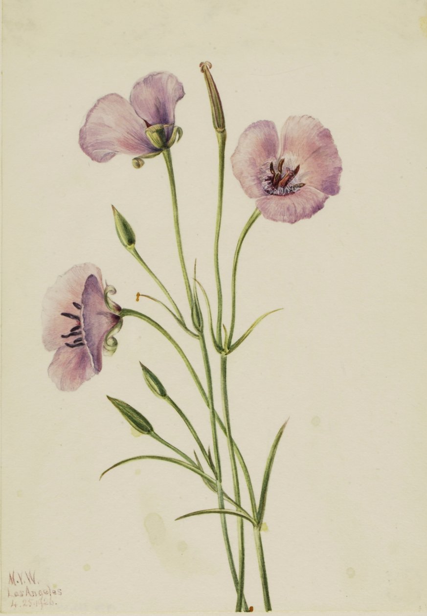 Syren Mariposa (Calochortus splendens) av Mary Vaux Walcott