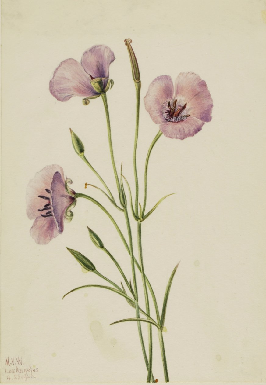 Lila fjäril Calochortus splendens, av Mary Vaux Walcott