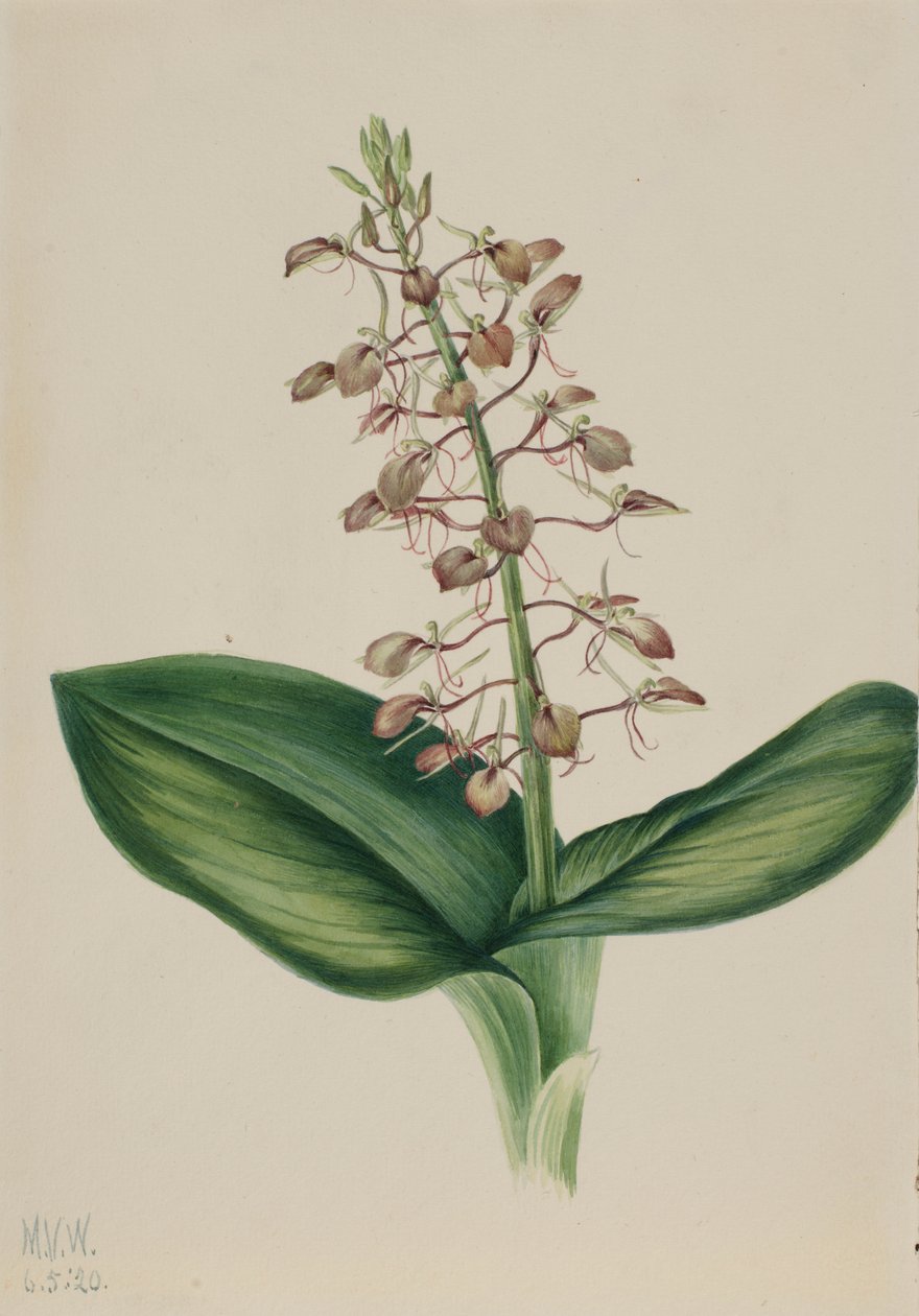 Liljeblad (Liparis liliifolia) av Mary Vaux Walcott