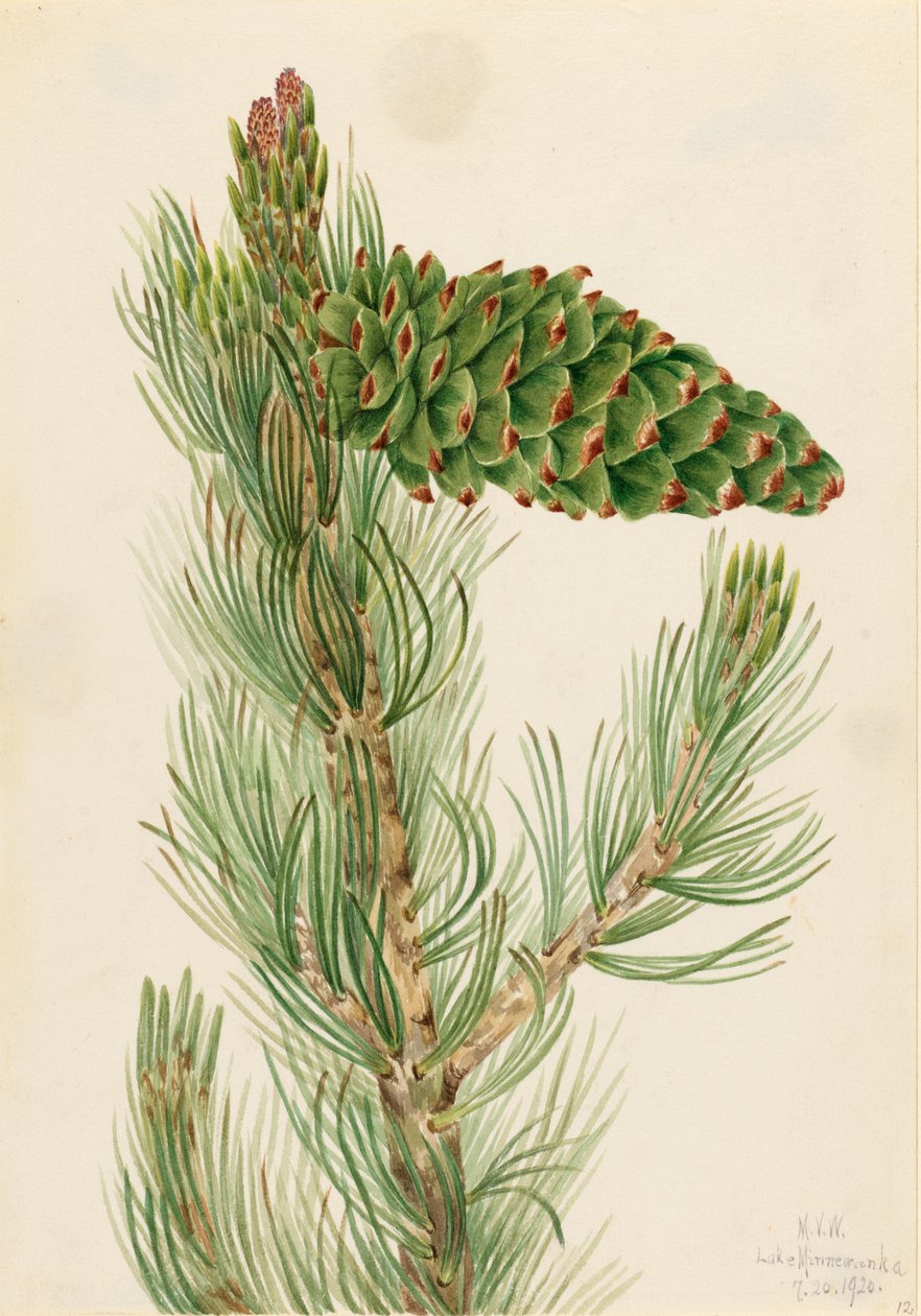 Limber tall (Pinus flexilis) av Mary Vaux Walcott