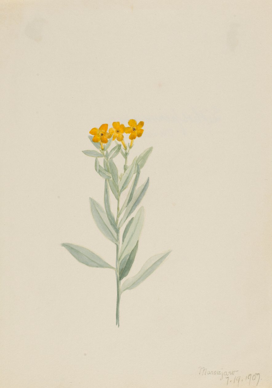 Lithospermum canescens av Mary Vaux Walcott