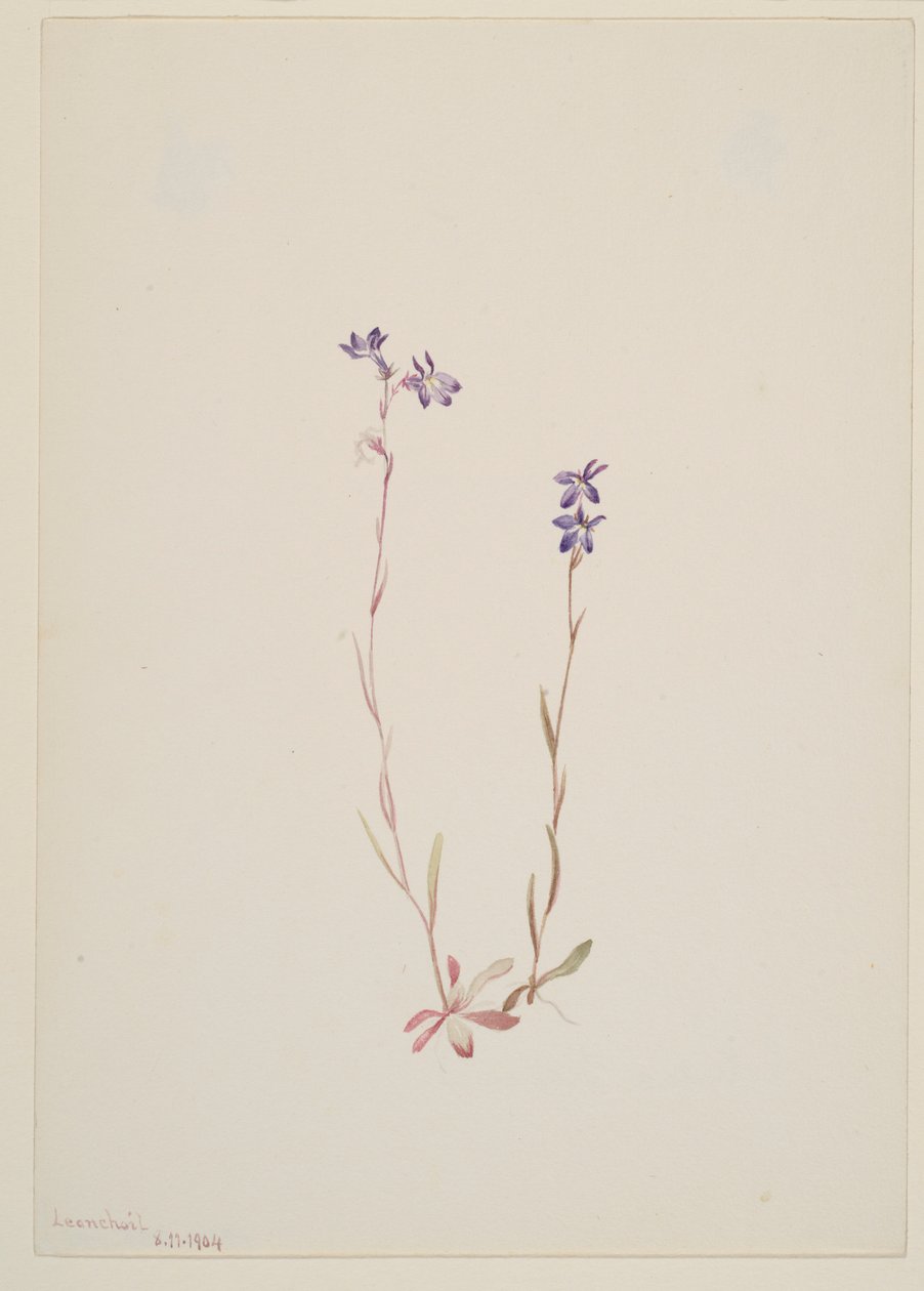 Lobelia Kalmii av Mary Vaux Walcott
