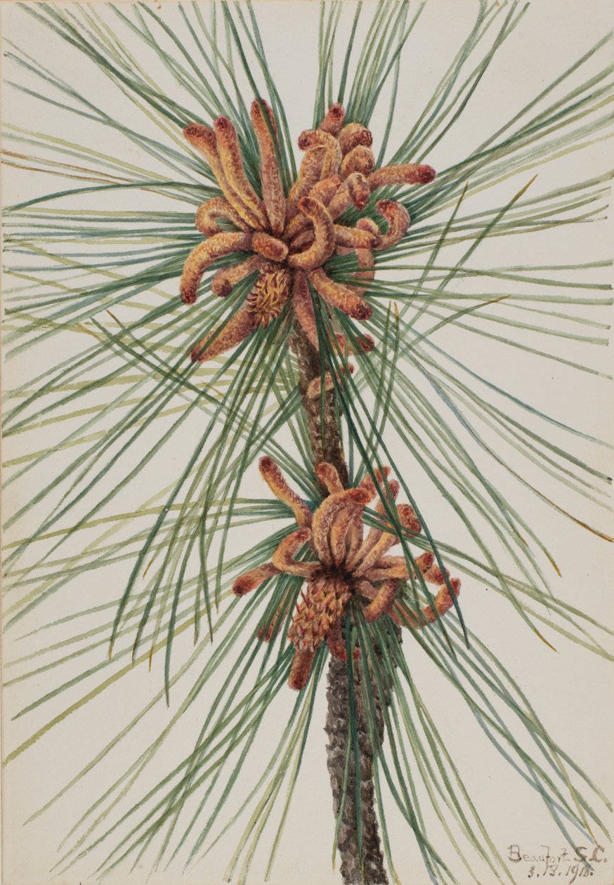 Loblolly Pine (Pinus taeda) av Mary Vaux Walcott