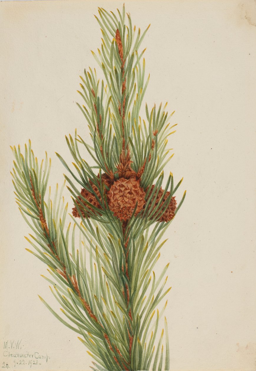 Lodrät tall (Pinus Contorta murrayana) av Mary Vaux Walcott