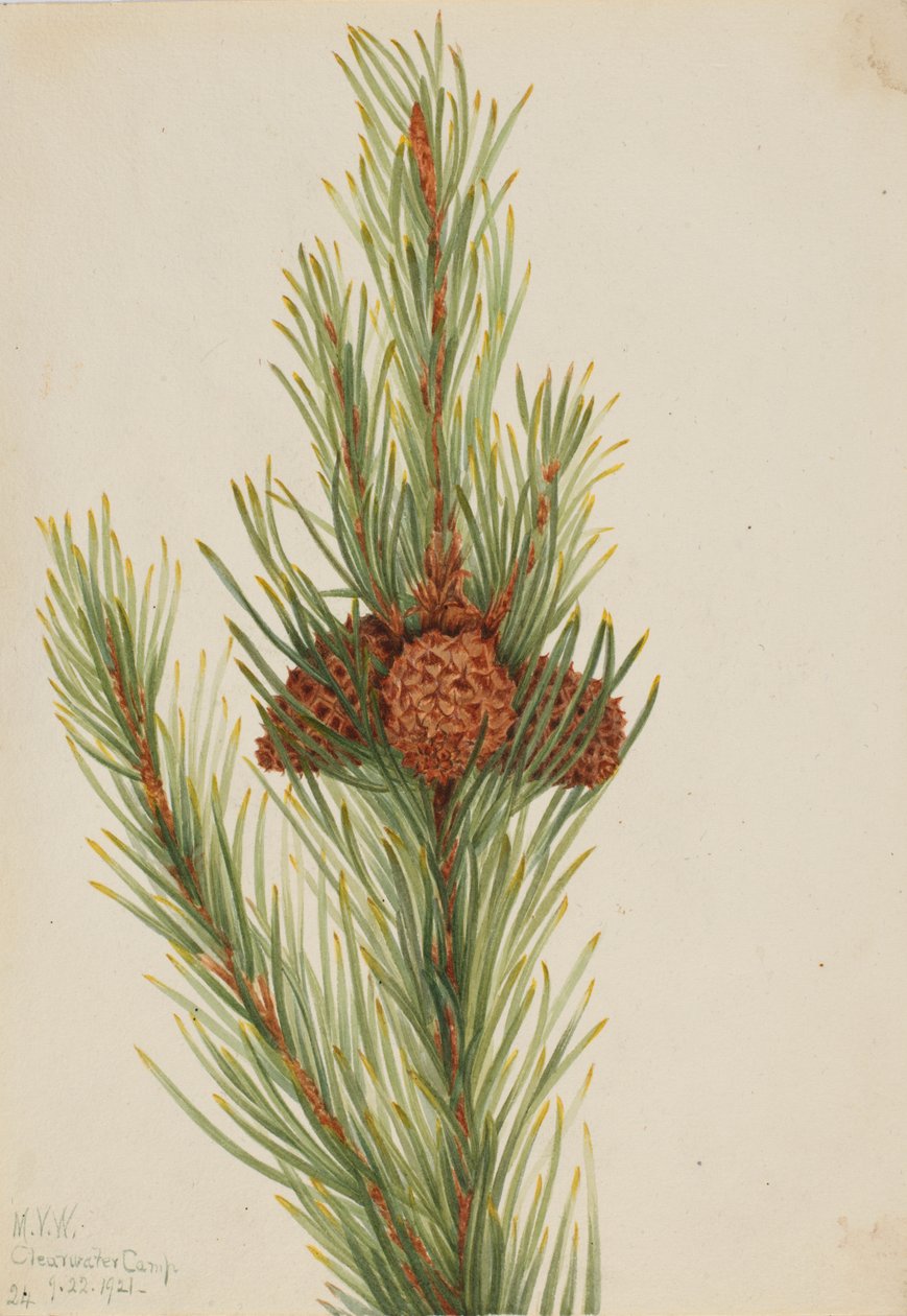 Lodgepole Pine Pinus Contorta murrayana, 1921. av Mary Vaux Walcott