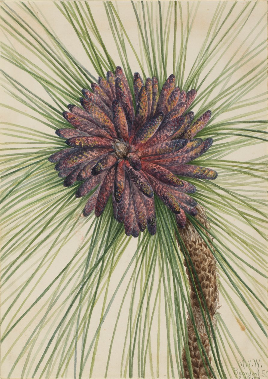 Långbladig tall (Pinus palustris) av Mary Vaux Walcott