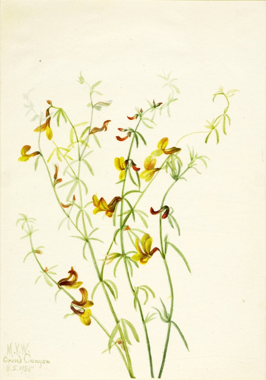 Lotus puberulus av Mary Vaux Walcott