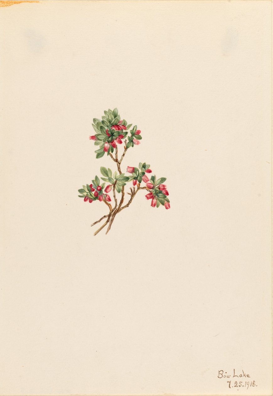Lågt blåbär (Vaccinium caespitosum) av Mary Vaux Walcott