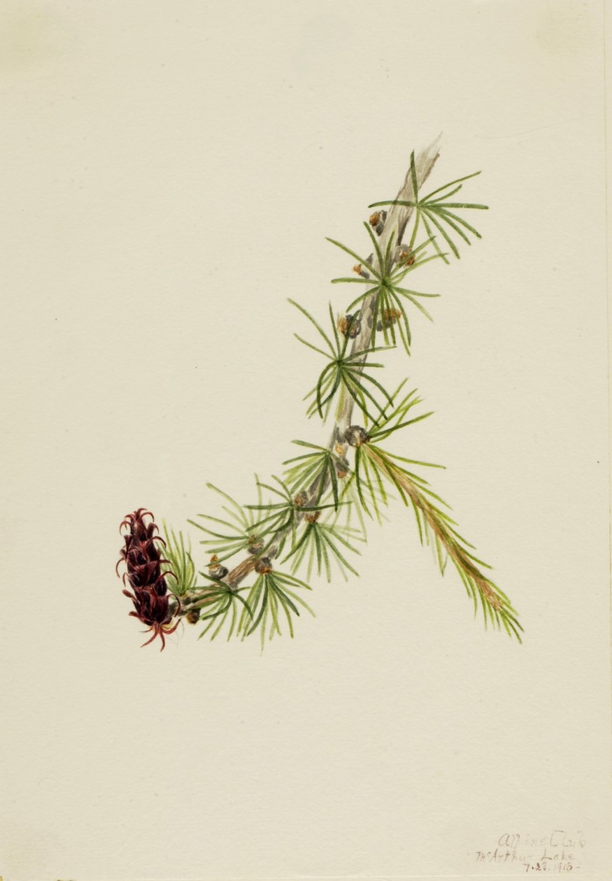 Lyall lärk (Larix lyallii) av Mary Vaux Walcott
