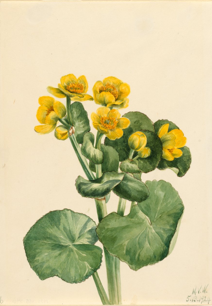 Marigold (Caltha palustris) av Mary Vaux Walcott