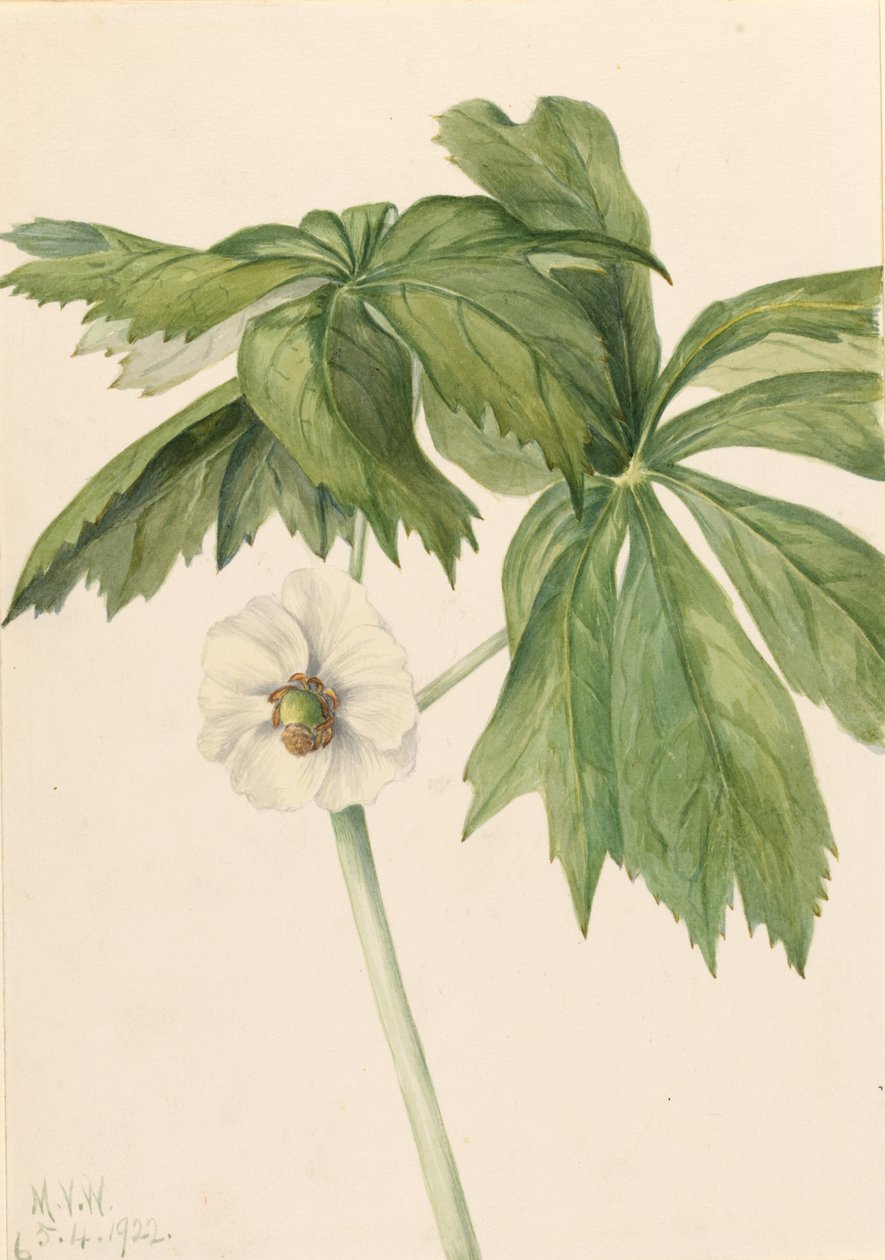 Majäpple (Podphyllum paltatum) av Mary Vaux Walcott