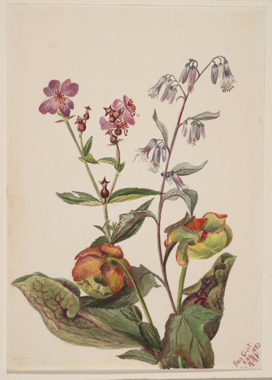 Ängsskära (Rhexia virginica), Skallerormsrot (Nabalus albus), Krukväxt (Sarracenia purpurea) av Mary Vaux Walcott