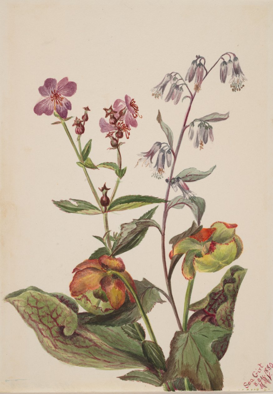 Meadow Beauty Rhexia virginica, Rattlesnake Roat Nabalus albus, Pitcherplant..., 1880. av Mary Vaux Walcott