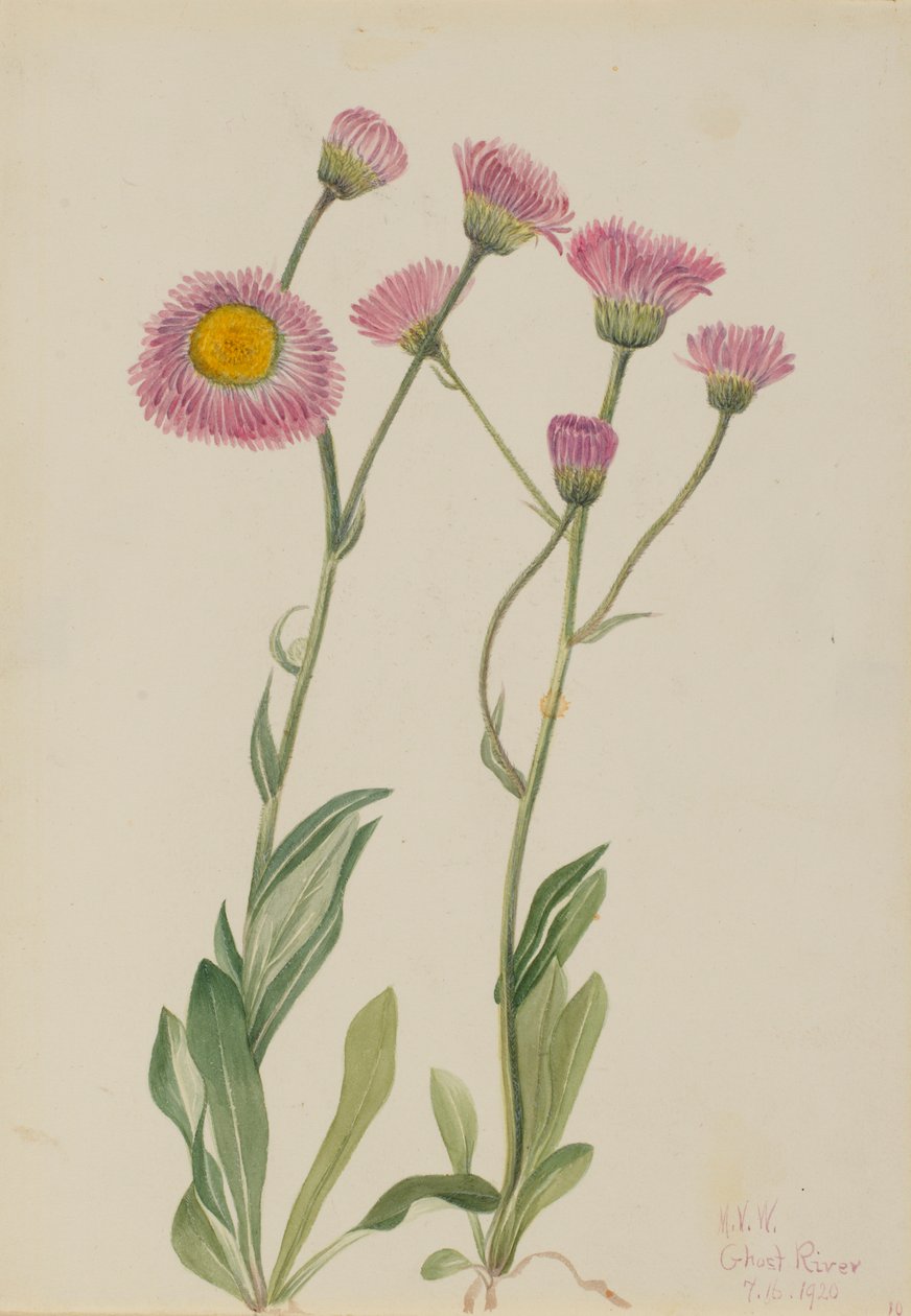 Ängsgröe (Erigeron speciosus) av Mary Vaux Walcott