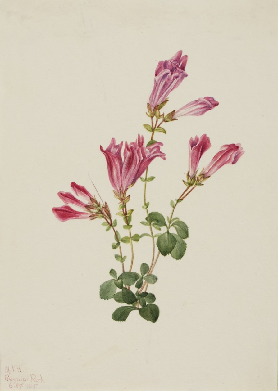 Menzies Pentstemon (Pentstemon menziesii) av Mary Vaux Walcott