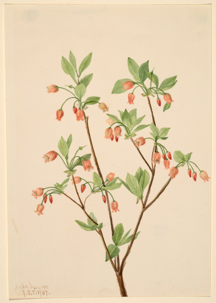 Menziesea (Menziesea glabella) av Mary Vaux Walcott