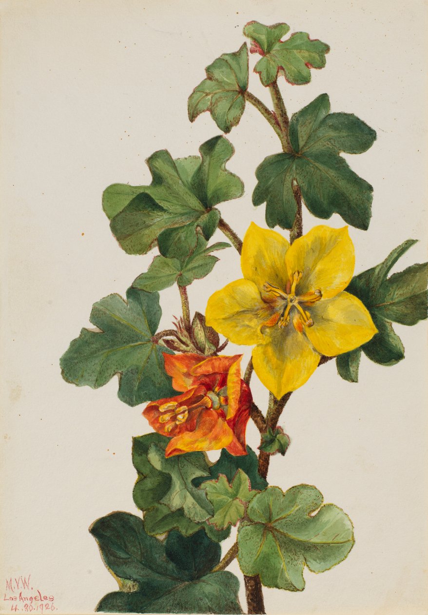 Mexikansk Fremontia (Fremontodendron mexicanum) av Mary Vaux Walcott