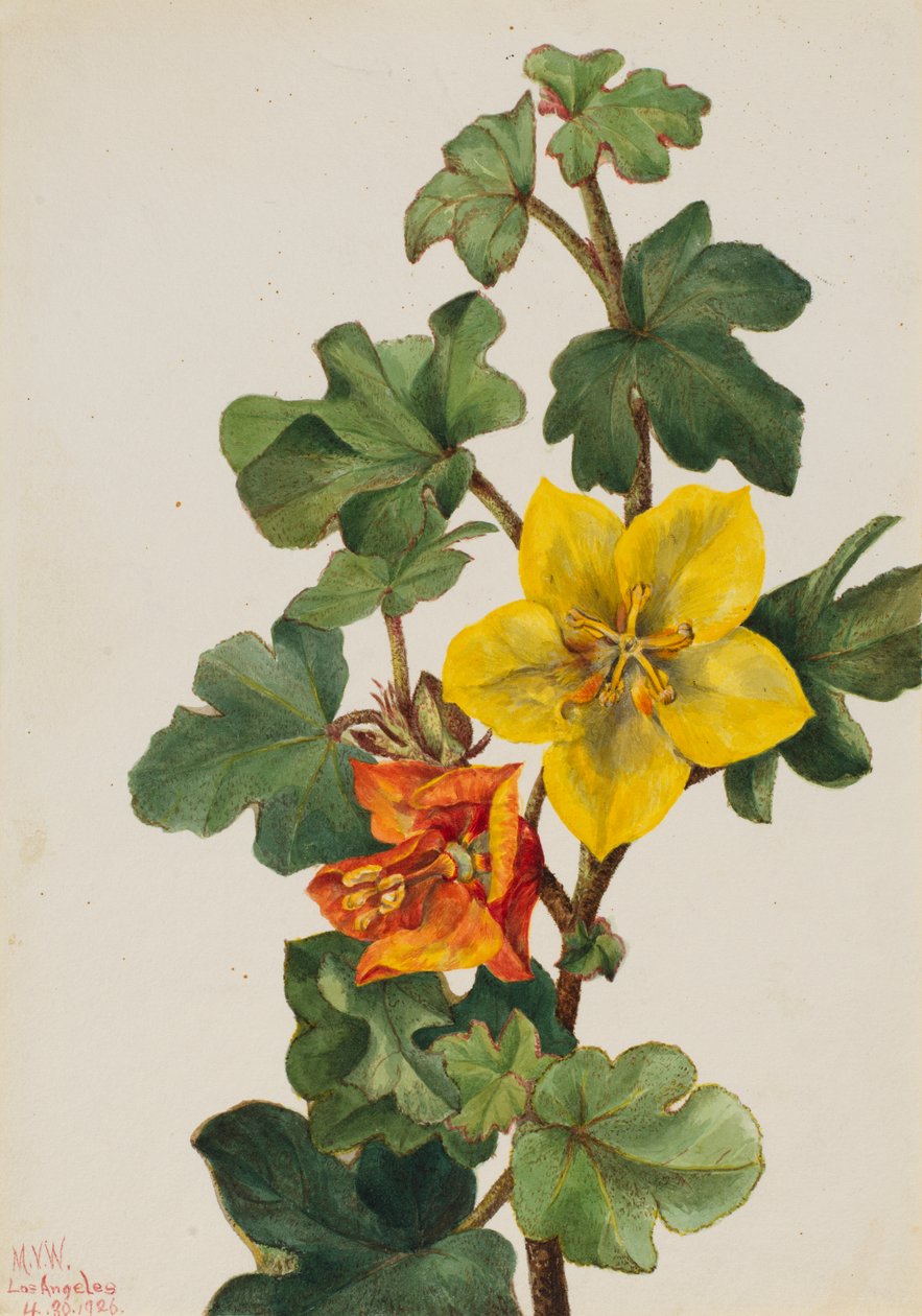 Mexikanska Fremontia Fremontodendron mexicanum, 1926. av Mary Vaux Walcott