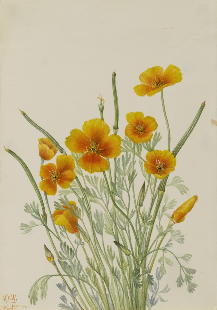 Mexikansk vallmo (Eschscholtzia mexicana) av Mary Vaux Walcott