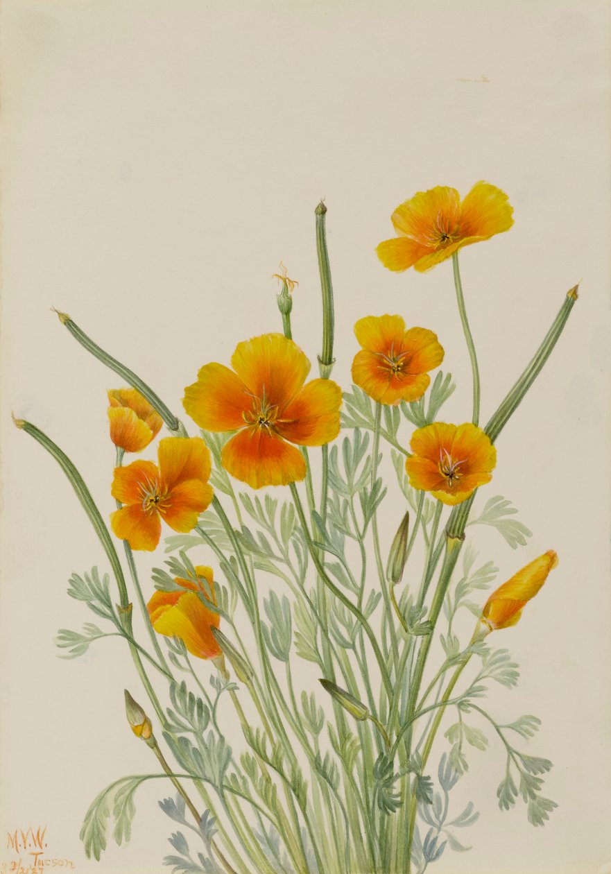 Mexikansk vallmo Eschscholtzia mexicana, 1927. av Mary Vaux Walcott