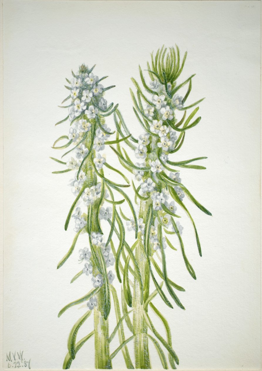 Minerals ljus (Oreocarya virgata) av Mary Vaux Walcott