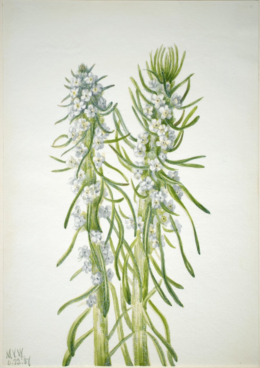 Gruvarbetarljus Oreocarya virgata, 1937. av Mary Vaux Walcott